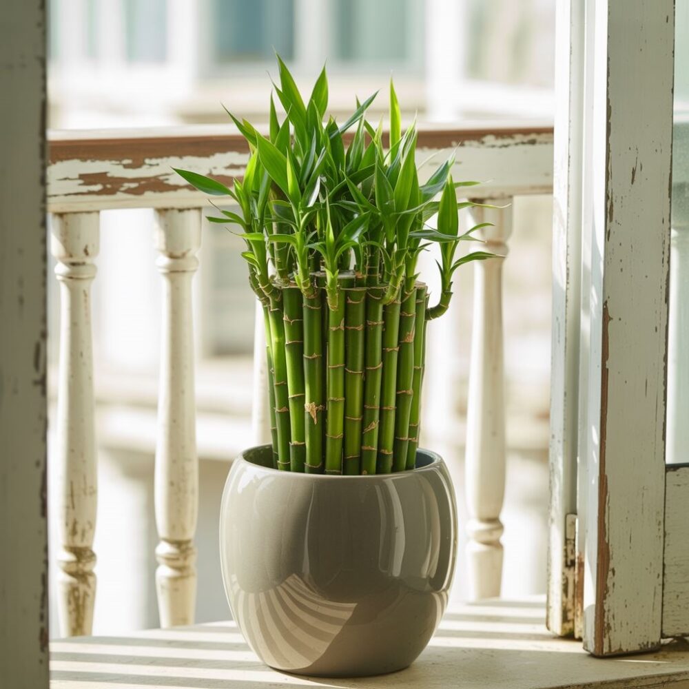 pielęgnacja bambusa w domu